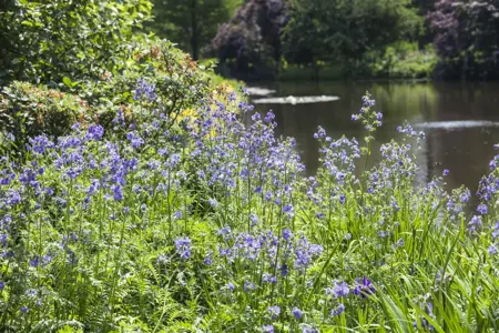 Polemonium caeruleum - 2 Ltr pot - image 3