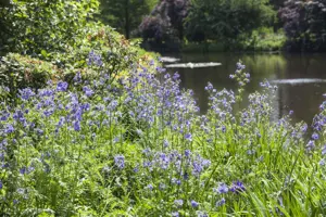 Polemonium caeruleum - 2 Ltr pot - image 3
