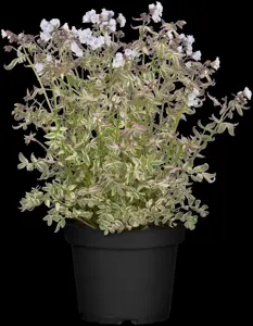 Polemonium rept. 'Stairway to Heaven'? - 2 Ltr pot - image 3