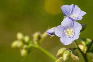 Polemonium rept. 'Stairway to Heaven'? - 2 Ltr pot - image 2