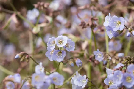 Polemonium rept. 'Stairway to Heaven'? - 2 Ltr pot - image 4