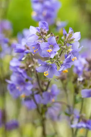 Polemonium yez. 'Purple Rain' - P9 - image 2