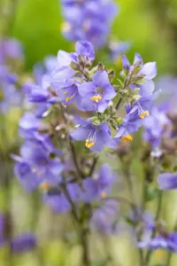 Polemonium yez. 'Purple Rain' - P9 - image 2