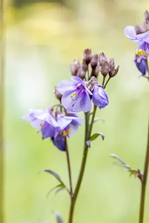 Polemonium yez. 'Purple Rain' - P9 - image 3