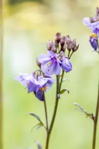 Polemonium yez. 'Purple Rain' - P9 - image 3
