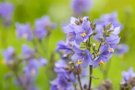 Polemonium yez. 'Purple Rain' - P9 - image 1