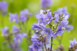 Polemonium yez. 'Purple Rain'