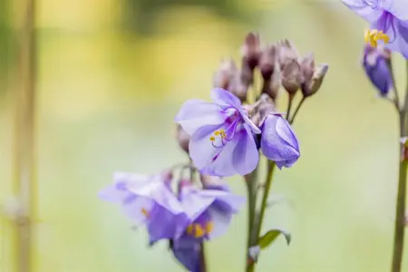 Polemonium yez. 'Purple Rain' - P9 - image 4