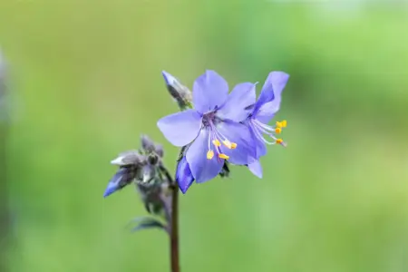 Polemonium yez. 'Purple Rain' - P9 - image 5