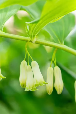 Polygonatum hyb. 'Weihenstephan' - P9 - image 3