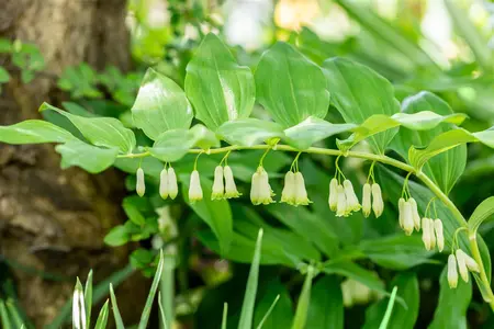 Polygonatum hyb. 'Weihenstephan' - P9 - image 2