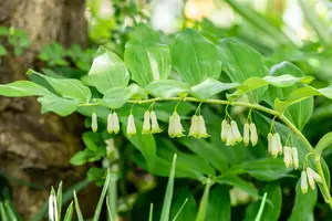 Polygonatum hyb. 'Weihenstephan' - P9 - image 2