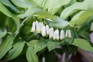Polygonatum hyb. 'Weihenstephan'