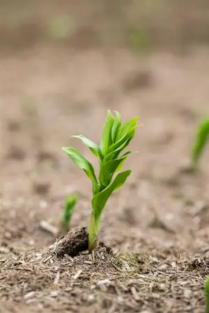 Polygonatum mult. 'Variegatum' - P9 - image 2