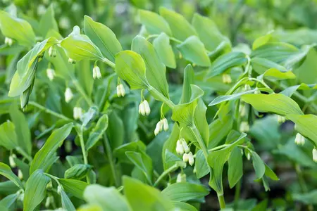 Polygonatum mult. 'Variegatum' - P9 - image 4