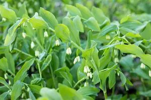 Polygonatum mult. 'Variegatum' - P9 - image 4