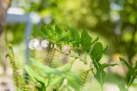 Polygonatum mult. 'Variegatum' - P9 - image 5