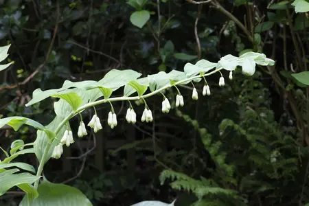 Polygonatum mult. 'Variegatum' - P9 - image 3