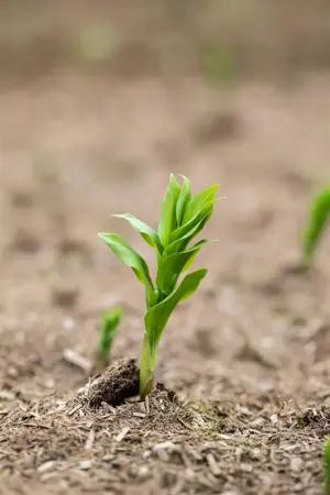 Polygonatum multiflorum - P9 - image 2
