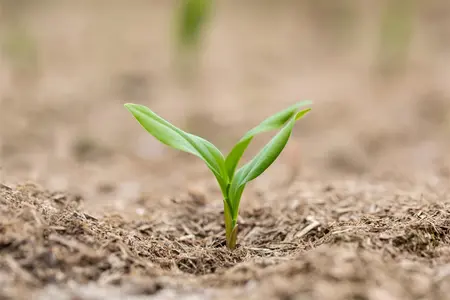 Polygonatum multiflorum - P11 - image 1
