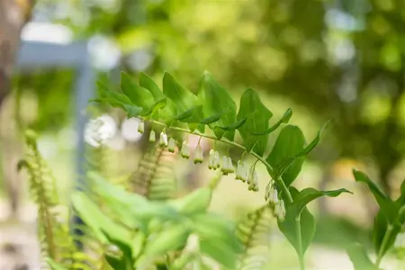 Polygonatum multiflorum - P9 - image 5