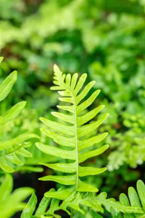 Polypodium vulgare - 1.5 Ltr pot - image 2
