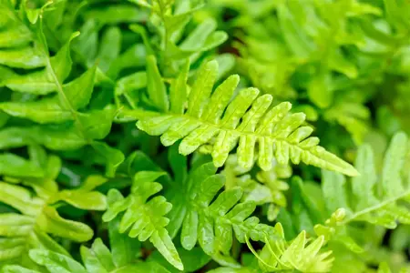 Polypodium vulgare - 1.5 Ltr pot - image 3