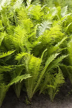 Polystichum aculeatum - 5 Ltr pot - image 1
