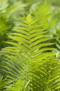 Polystichum aculeatum - 5 Ltr pot - image 2
