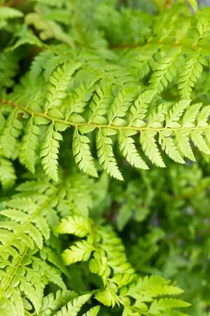 Polystichum aculeatum - 5 Ltr pot - image 3