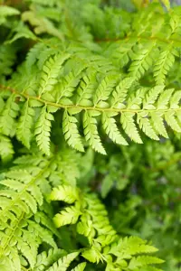 Polystichum aculeatum - 5 Ltr pot - image 3