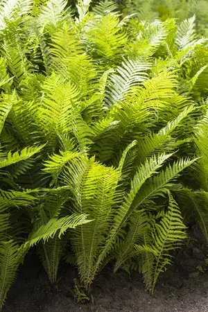 Polystichum aculeatum - 1.5 Ltr pot - image 1