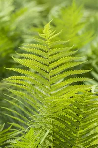 Polystichum aculeatum - 1.5 Ltr pot - image 2