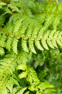 Polystichum aculeatum - 1.5 Ltr pot - image 3