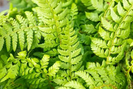 Polystichum aculeatum - 5 Ltr pot - image 4