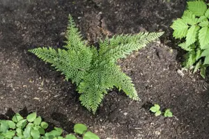 Polystichum set. 'Congestum' - 2 Ltr pot - image 2