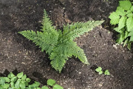 Polystichum set. 'Congestum' - P9 - image 2