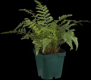 Polystichum set. 'Congestum' - 2 Ltr pot - image 3