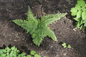 Polystichum set. 'Herrenhausen' - 10 Ltr pot - image 1
