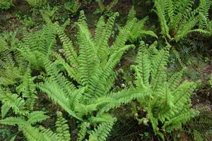 Polystichum set. 'Herrenhausen' - 10 Ltr pot - image 2