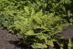 Polystichum set. 'Plumosum'