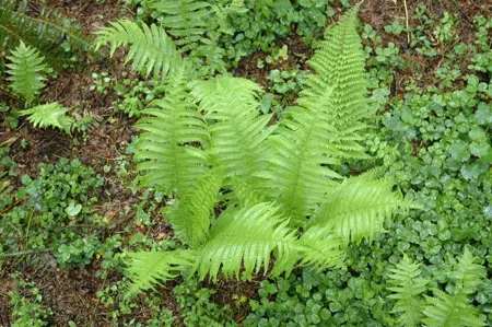 Polystichum set. 'Proliferum' - 2 Ltr pot