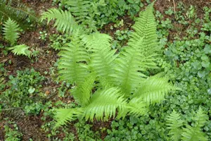 Polystichum set. 'Proliferum'