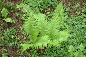 Polystichum set. 'Proliferum' - 5 Ltr pot