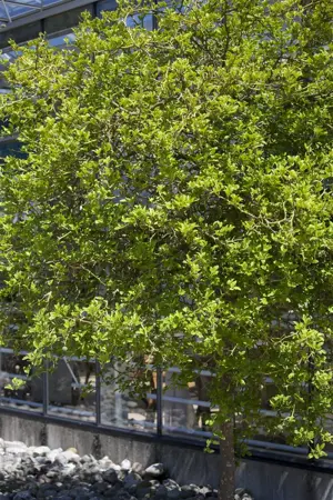 Poncirus trifoliata - SOLITAIR 350-400 CM RB - image 3