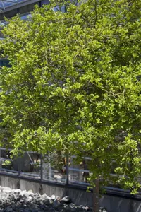 Poncirus trifoliata - SOLITAIR 350-400 CM RB - image 3