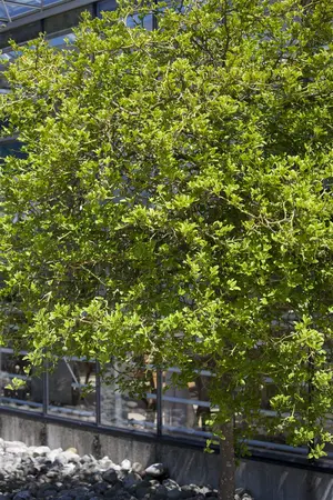 Poncirus trifoliata - 80-100 CM C5 - image 3