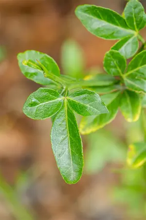 Poncirus trifoliata - 50-60 CM C3 - image 5