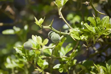 Poncirus trifoliata - P9 - image 1