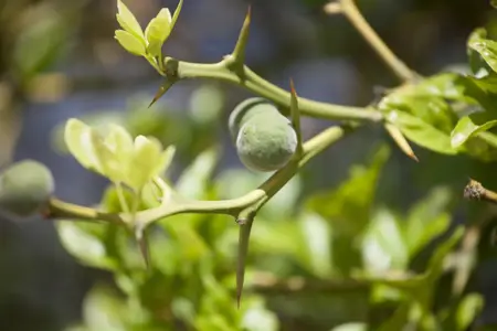 Poncirus trifoliata - SOLITAIR 300-350 CM RB - image 2